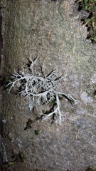 Pseudevernia furfuracea