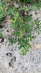 Indigofera miniata
