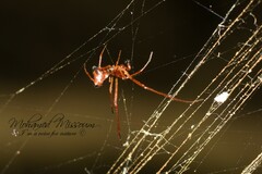 Argyrodes argyrodes