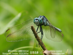 Orthetrum luzonicum