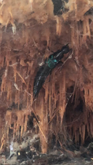 Philonthus caeruleipennis