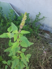 Malvastrum americanum