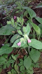 Pulmonaria mollis