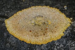 Variospora aurantia