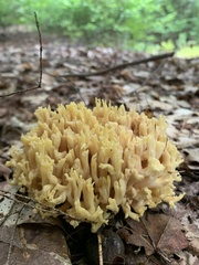 Ramaria rasilispora