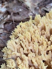 Ramaria rasilispora