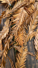 Sequoia sempervirens