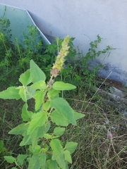 Malvastrum americanum