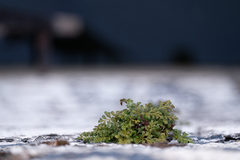 Asplenium ruta-muraria