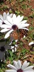 Vanessa braziliensis