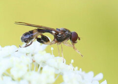 Sphegina