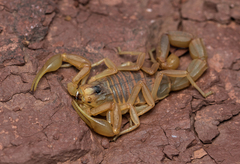 Buthus occitanus