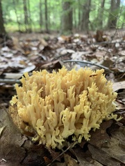 Ramaria rasilispora