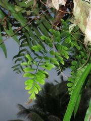 Asplenium pseudolaserpitiifolium