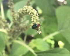 Gastrophysa polygoni