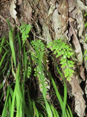 Asplenium pseudolaserpitiifolium