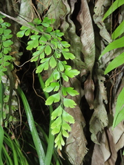 Asplenium pseudolaserpitiifolium
