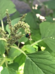 Gastrophysa polygoni