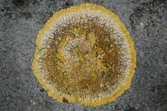 Variospora aurantia