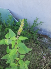 Malvastrum americanum