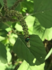 Gastrophysa polygoni
