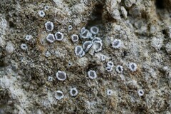 Myriolecis crenulata