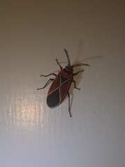 Neacoryphus bicrucis