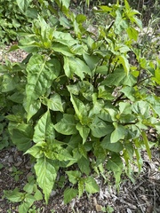 Mirabilis jalapa