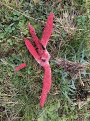 Clathrus archeri
