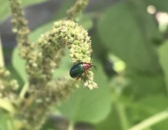 Gastrophysa polygoni