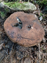 Neoboletus luridiformis