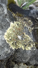 Squamarina cartilaginea