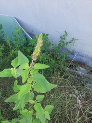 Malvastrum americanum