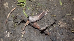 Tandonia rustica