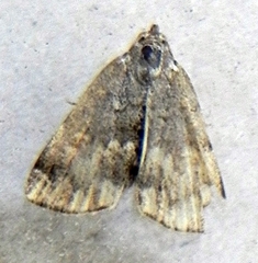 Idia americalis
