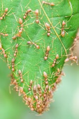 Oecophylla smaragdina