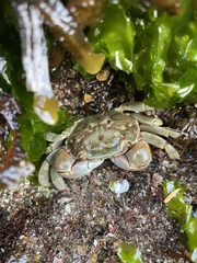 Hemigrapsus nudus