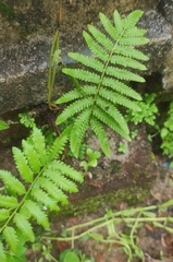 Cyclosorus interruptus