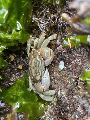 Hemigrapsus nudus