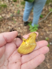 Suillus americanus