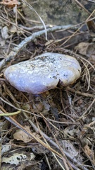 Cortinarius violaceus