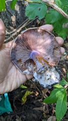 Cortinarius violaceus