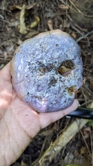 Cortinarius violaceus