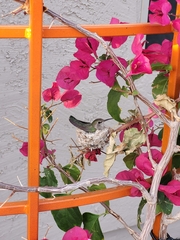 Calypte costae