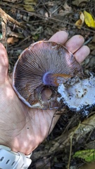 Cortinarius violaceus