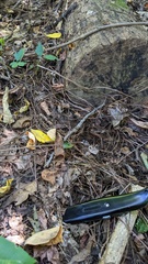 Cortinarius violaceus