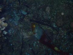 Sparisoma cretense