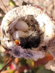 Calypte costae