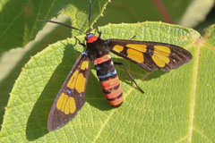 Euchromia elegantissima