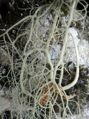 Usnea articulata
